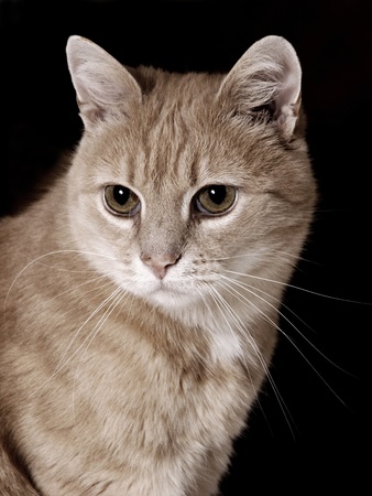 Cute cat looking away    の写真素材