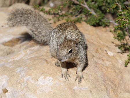 Squirrelの写真素材