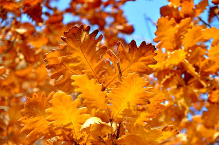 Autumn leavesの写真素材