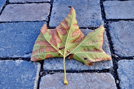 Autumn leaf on bricksの写真素材