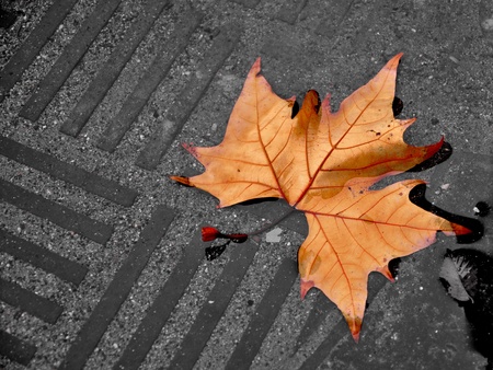 Fallen leaf in a paddleの写真素材