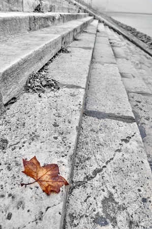 Autumn leaf half desaturatedの写真素材