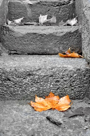 Autumn leaf half desaturatedの写真素材
