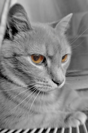 Grey cat with yellow eyesの写真素材