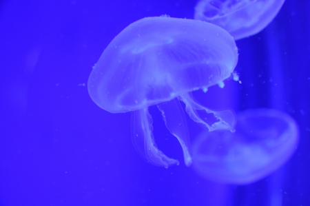 Medusa in blue waterの写真素材