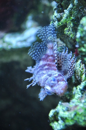 Exotic fishの写真素材