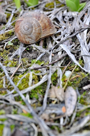 Snail in the forrestの写真素材