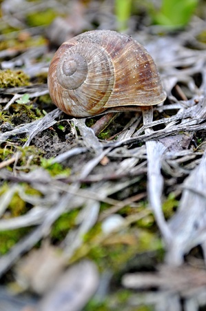 Snail in the forrestの写真素材