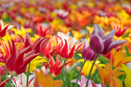 Colourful tulipsの写真素材