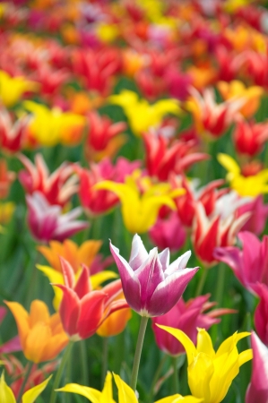 Colourful tulipsの写真素材