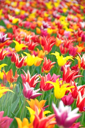 Colourful tulipsの写真素材
