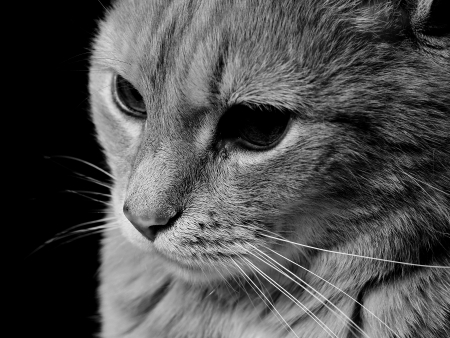 Face of a catの写真素材