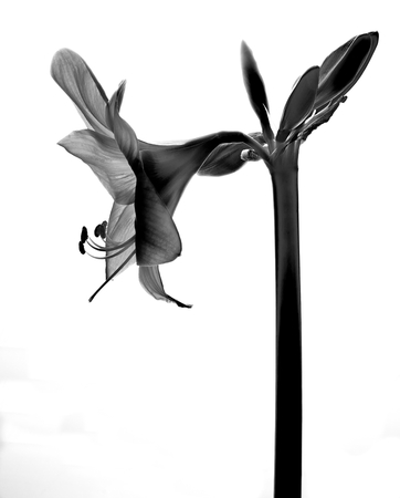 Amarilis flower in black and whiteの写真素材
