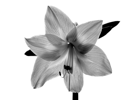 Amarilis flower in black and whiteの写真素材