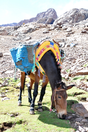 Mule grazind grassの写真素材