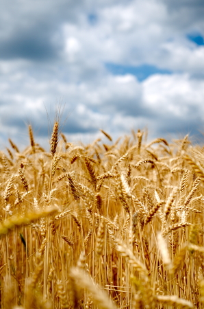Wheat field with cloudy blue skyの写真素材
