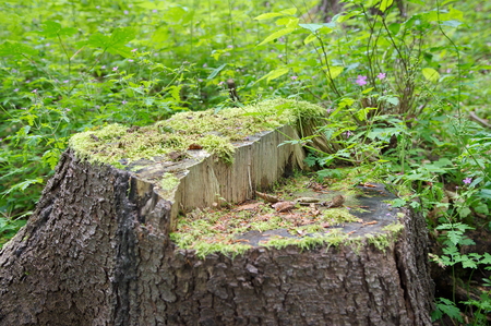 Stump of an old  tree (shallow depth of field)の写真素材