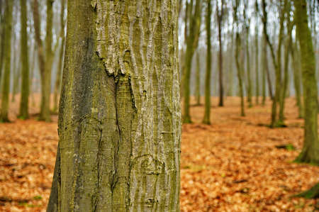 Autumn forestの写真素材