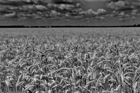 Wheat field in black and whiteの写真素材