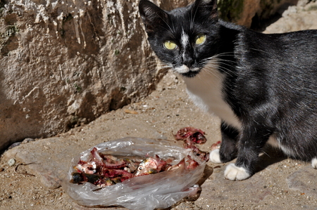 Cat eating meat on the streetの写真素材