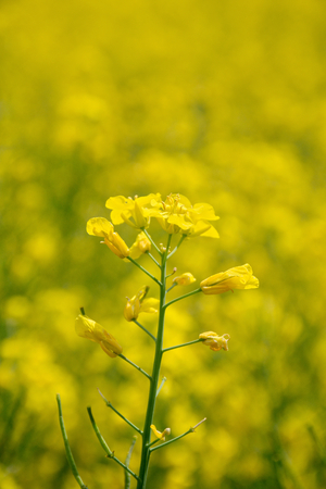 Rape flowerの写真素材