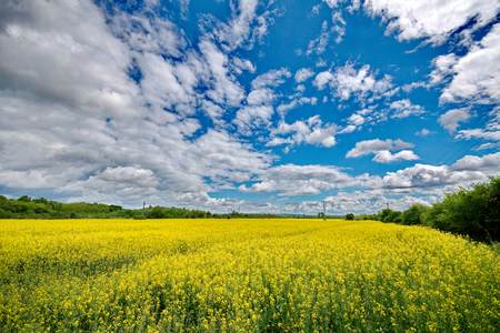 Rape fieldの写真素材