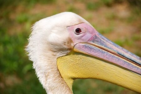 Pink pelicanの写真素材