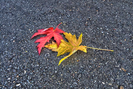 Colorful leaves on the pavement