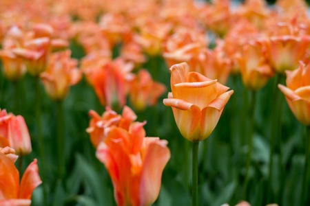 Colorful tulipsの写真素材