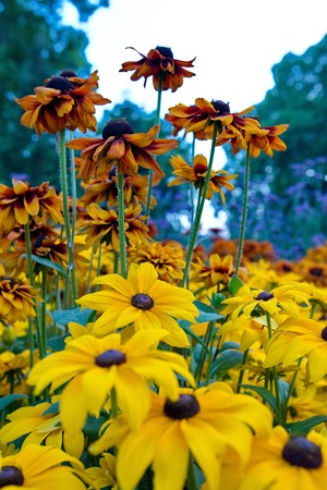 Yellow flowerの写真素材