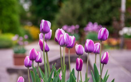 Colorful tulipsの写真素材