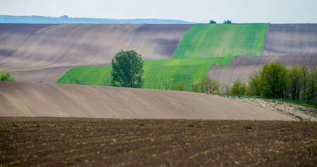 Wavy cultivated land in the countryside