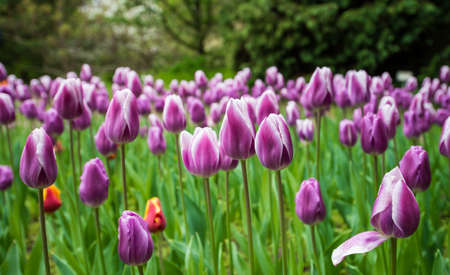 Colorful tulipsの写真素材