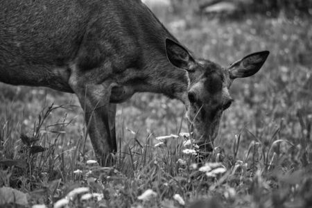 Young deer grazing on the meadowの写真素材