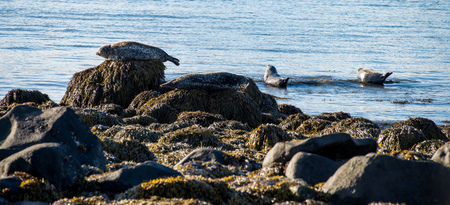 Seals resting in Ytri Tunga beach in Icelandの写真素材