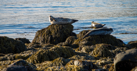 Seals resting in Ytri Tunga beach in Icelandの写真素材