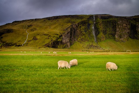 Grazing sheepsの写真素材