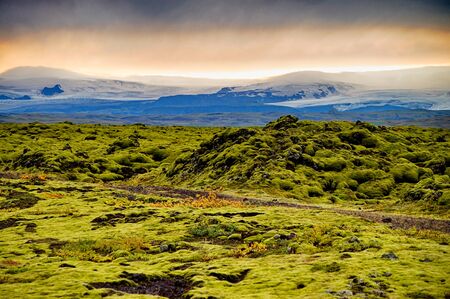 Endless mossの写真素材