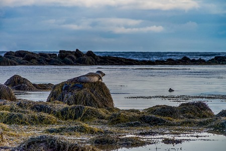 Seals resting in Ytri Tunga beach in Icelandの写真素材