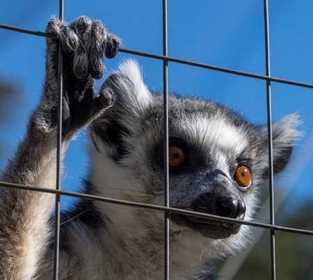 Ring-tailed monkey or Lemur Cattaの写真素材