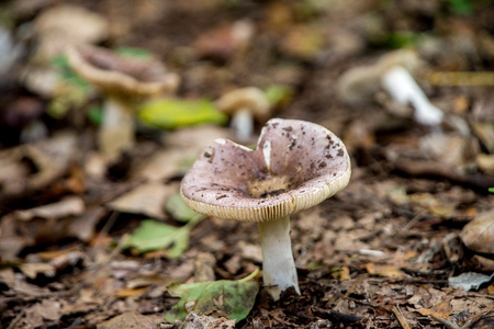Mushroom in the forestの写真素材