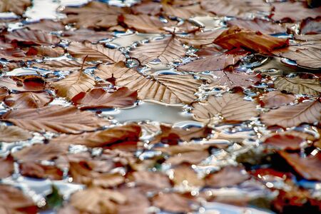 Autumn leaves on waterの写真素材