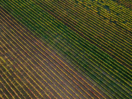 Rows of a vineyardの写真素材