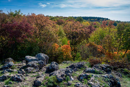 Trees at autumnの写真素材