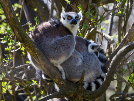 Ring-tailed monkey or Lemur Catta