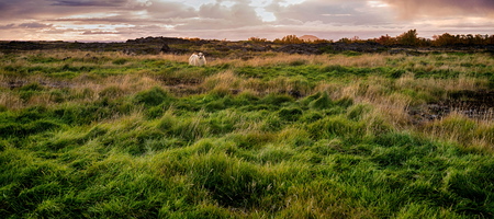Grazing sheeps on the fieldの写真素材