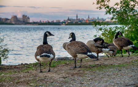 Ottawa, Canada in sunsetの写真素材