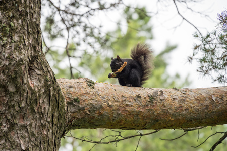 Brown Squirrel eating on the high treeの写真素材