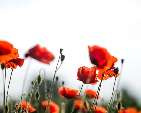 Red poppy flowersの写真素材