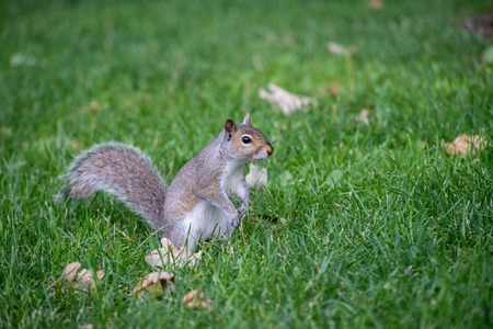 A squirrel on the grass in a field